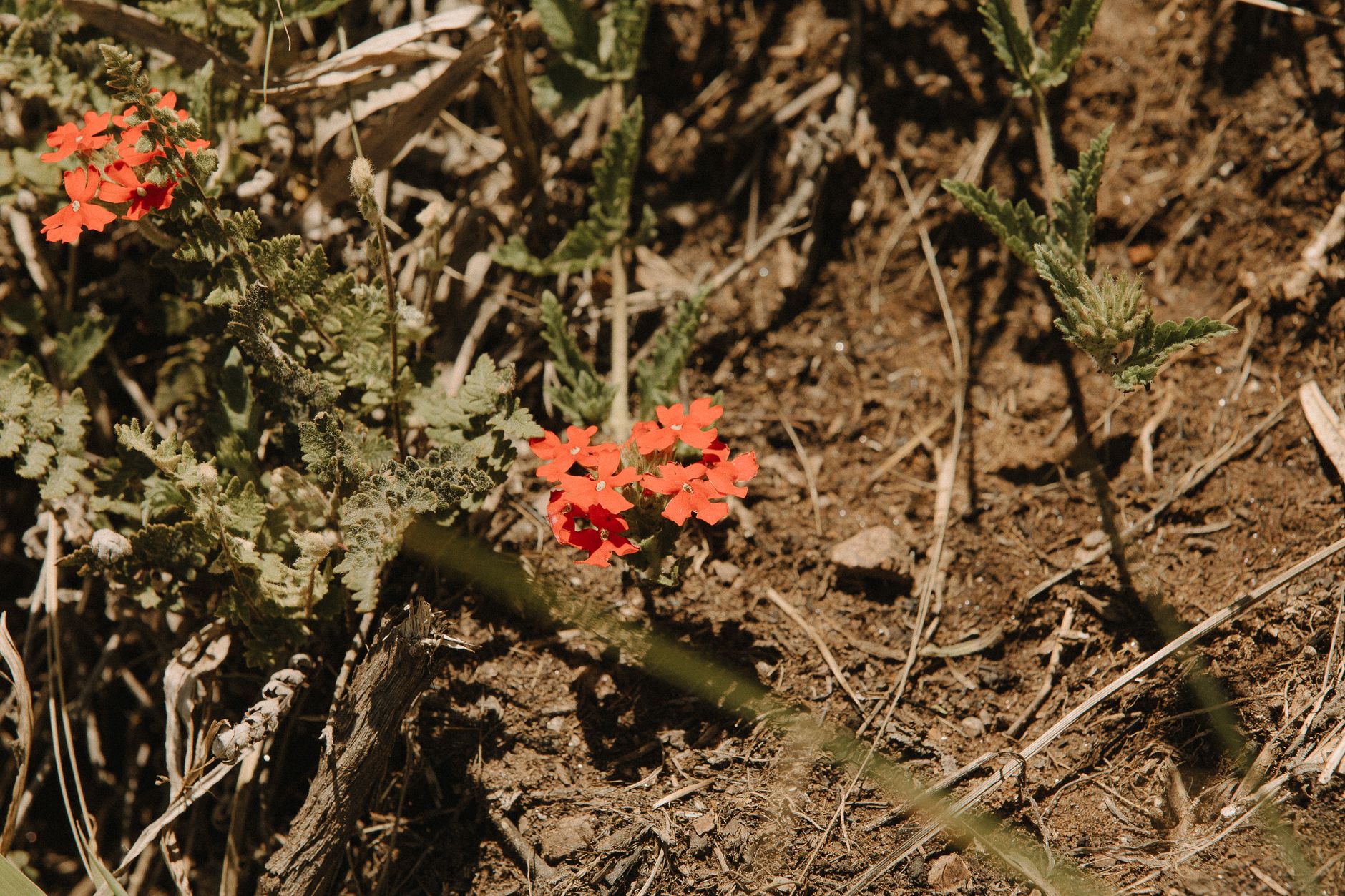 Detail červených súkvetí rastliny Lychnis chalcedonica