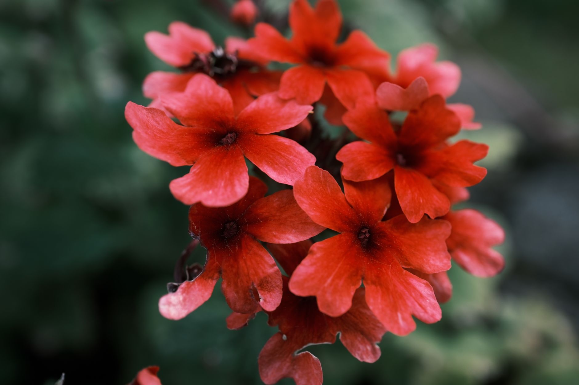 Vzpriamená kvitnúca Lychnis chalcedonica na slnečnom stanovišti