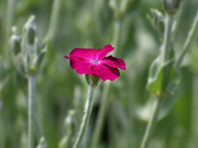 Lychnis chalcedonica pestovanie v záhradnom záhone