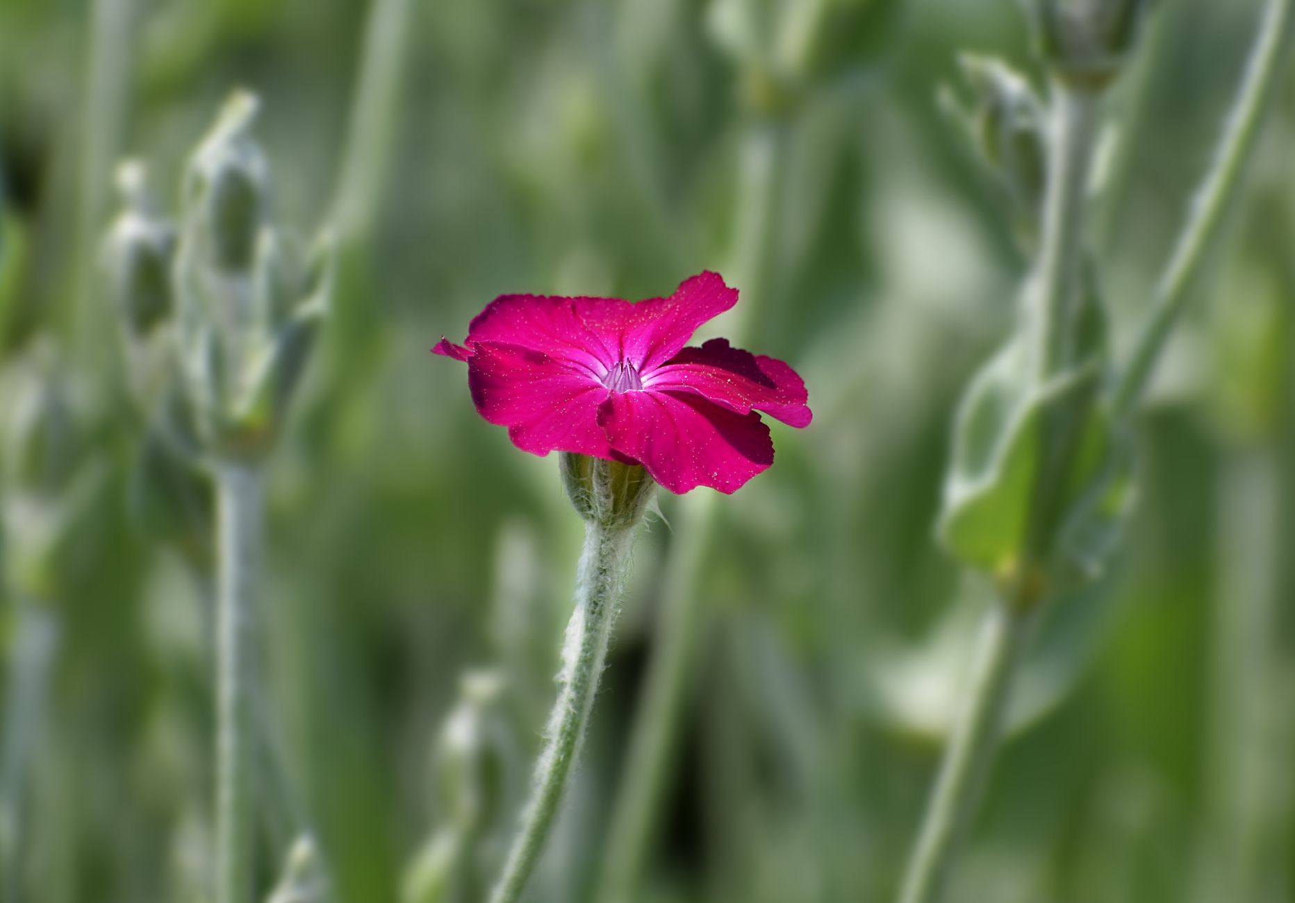 Lychnis chalcedonica pestovanie v záhradnom záhone