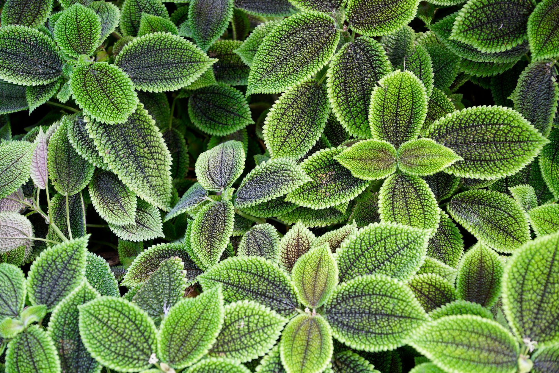 Pilea depressa v závesnom kvetináči