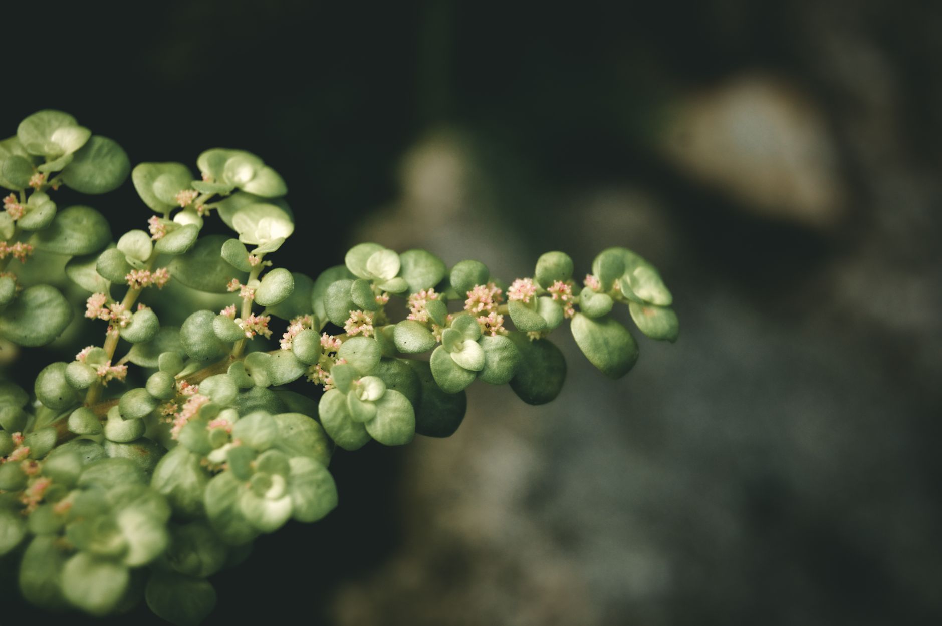 Detail drobných listov rastliny Pilea depressa