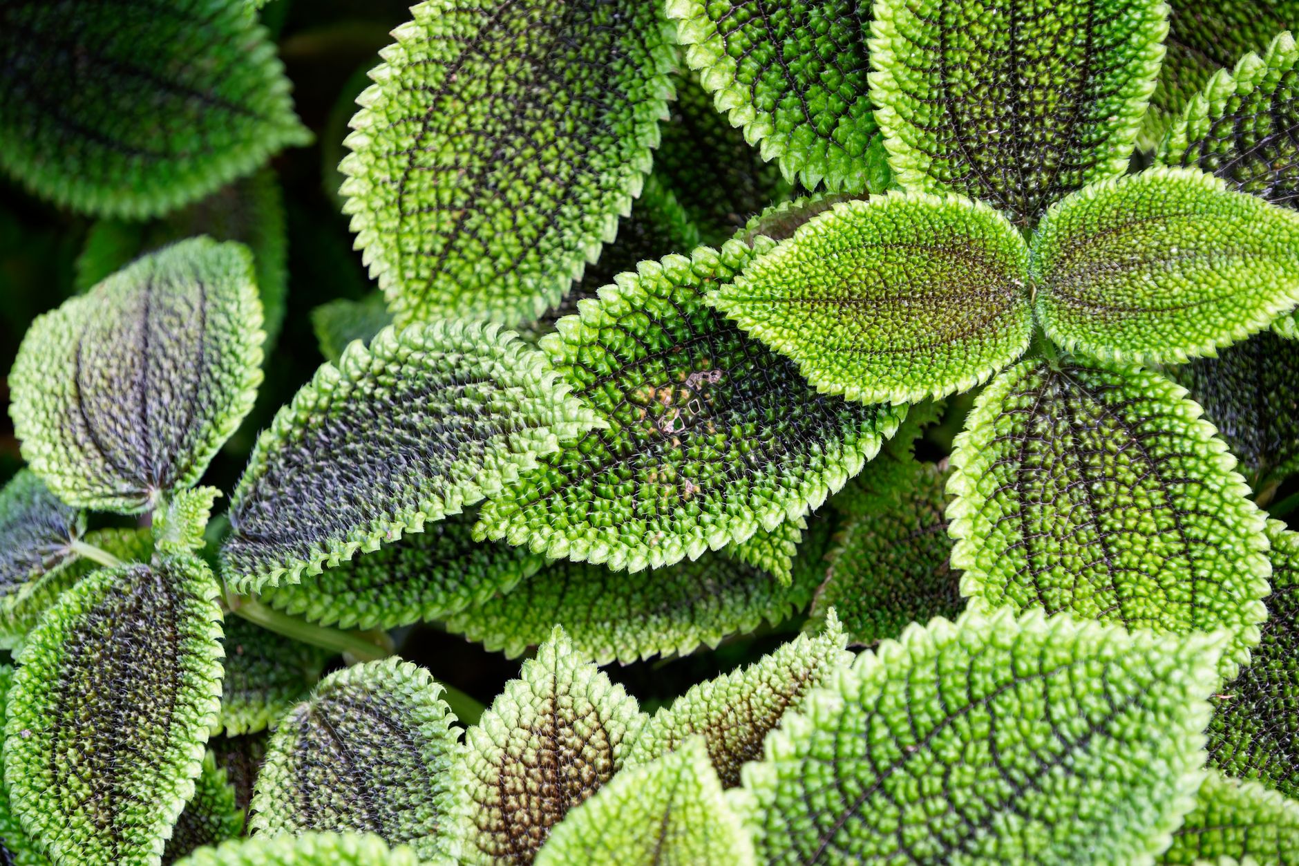 Starostlivosť o Pilea depressa v interiéri