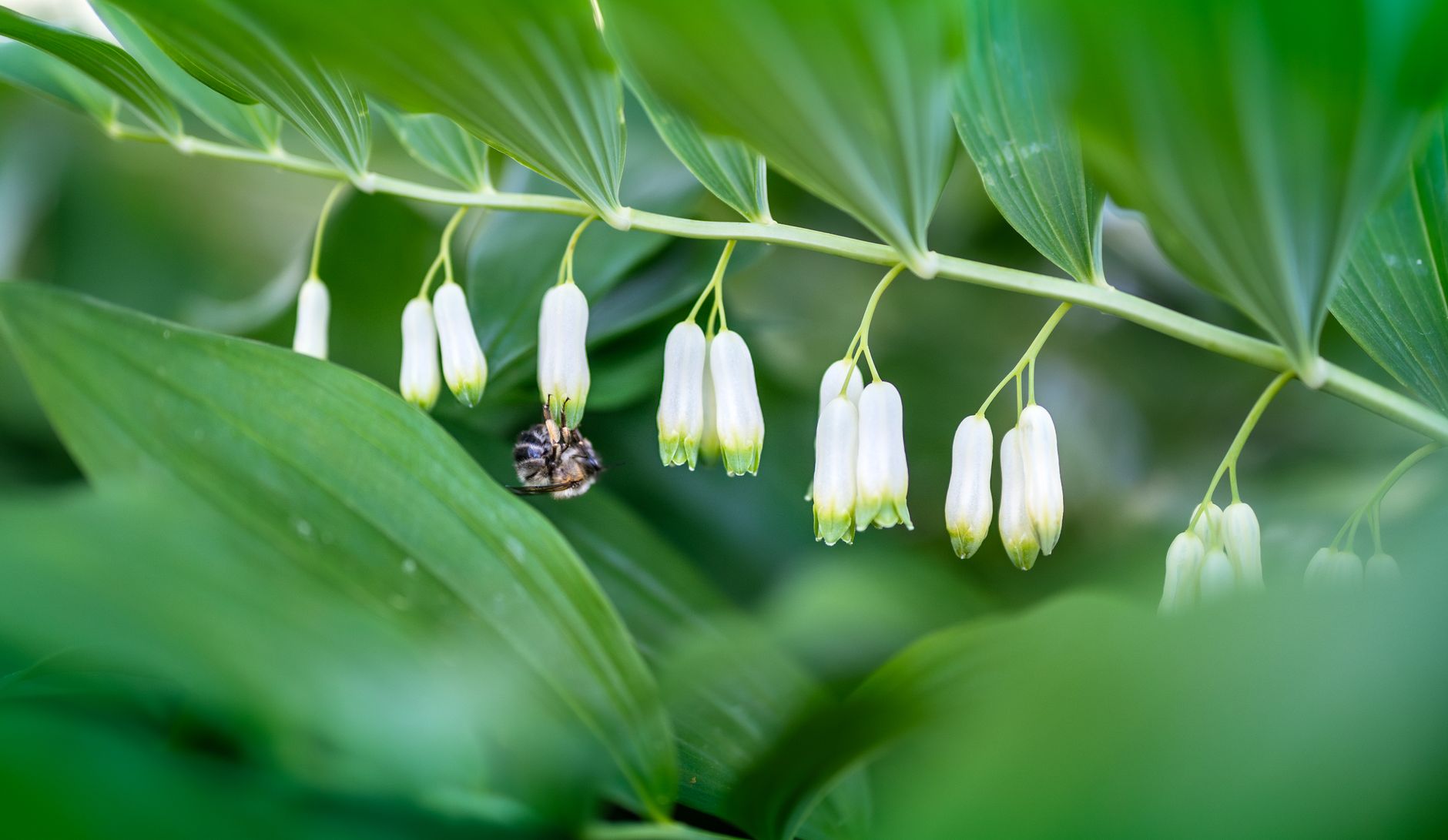 Polygonatum multiflorum s previsnutými bielymi kvetmi