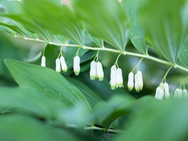 Starostlivosť o Polygonatum multiflorum v tienistej záhrade