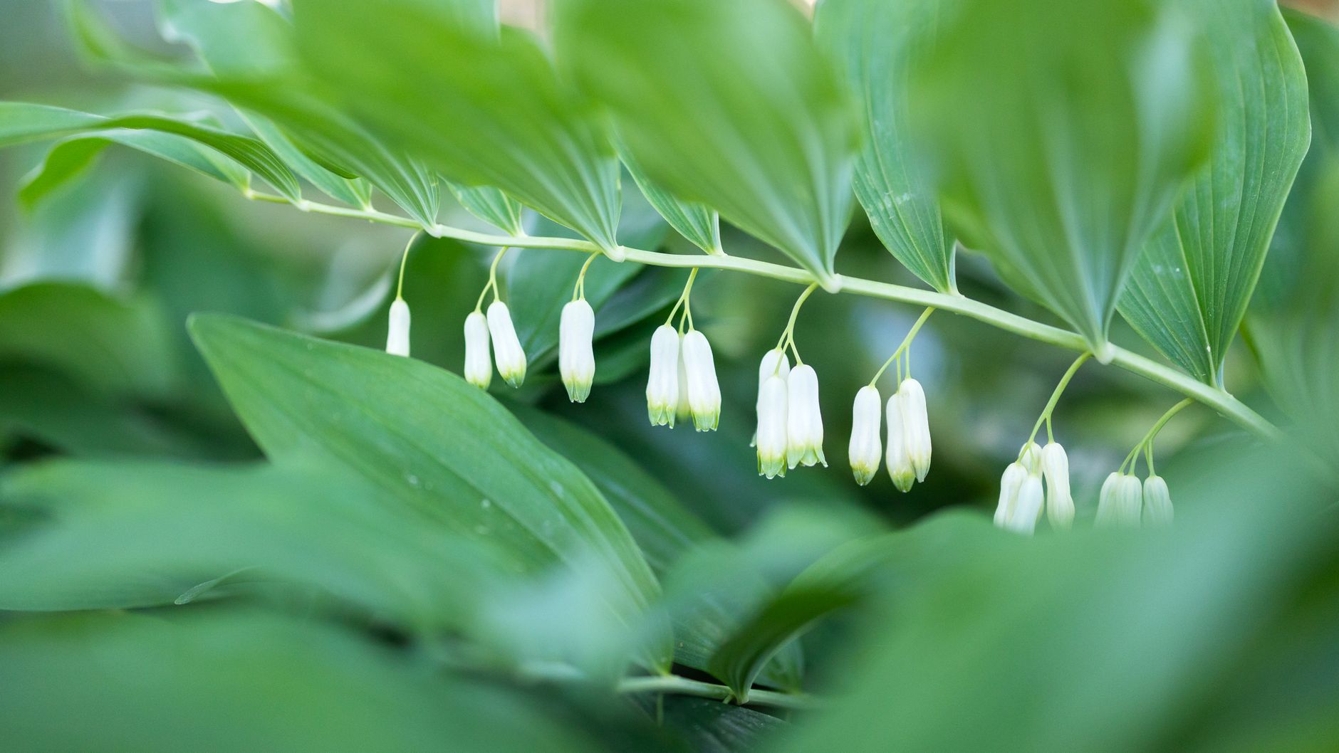 Starostlivosť o Polygonatum multiflorum v tienistej záhrade