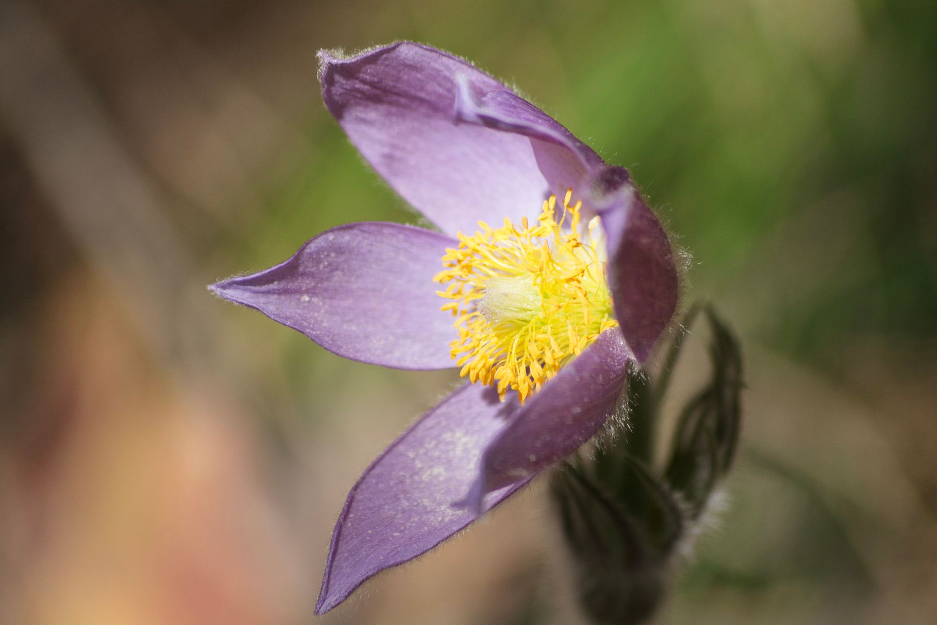 Pulsatilla vulgaris s chlpatými listami na slnečnom stanovišti