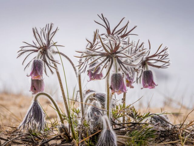 Starostlivosť o Pulsatilla vulgaris a detail fialového kvetu