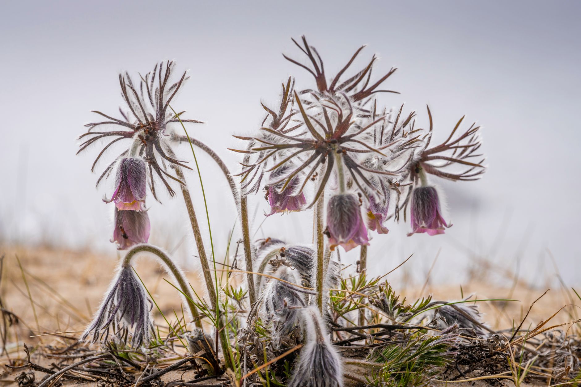 Starostlivosť o Pulsatilla vulgaris a detail fialového kvetu