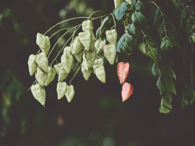 Staphylea pinnata pestovanie v nádobe na svetlom stanovišti
