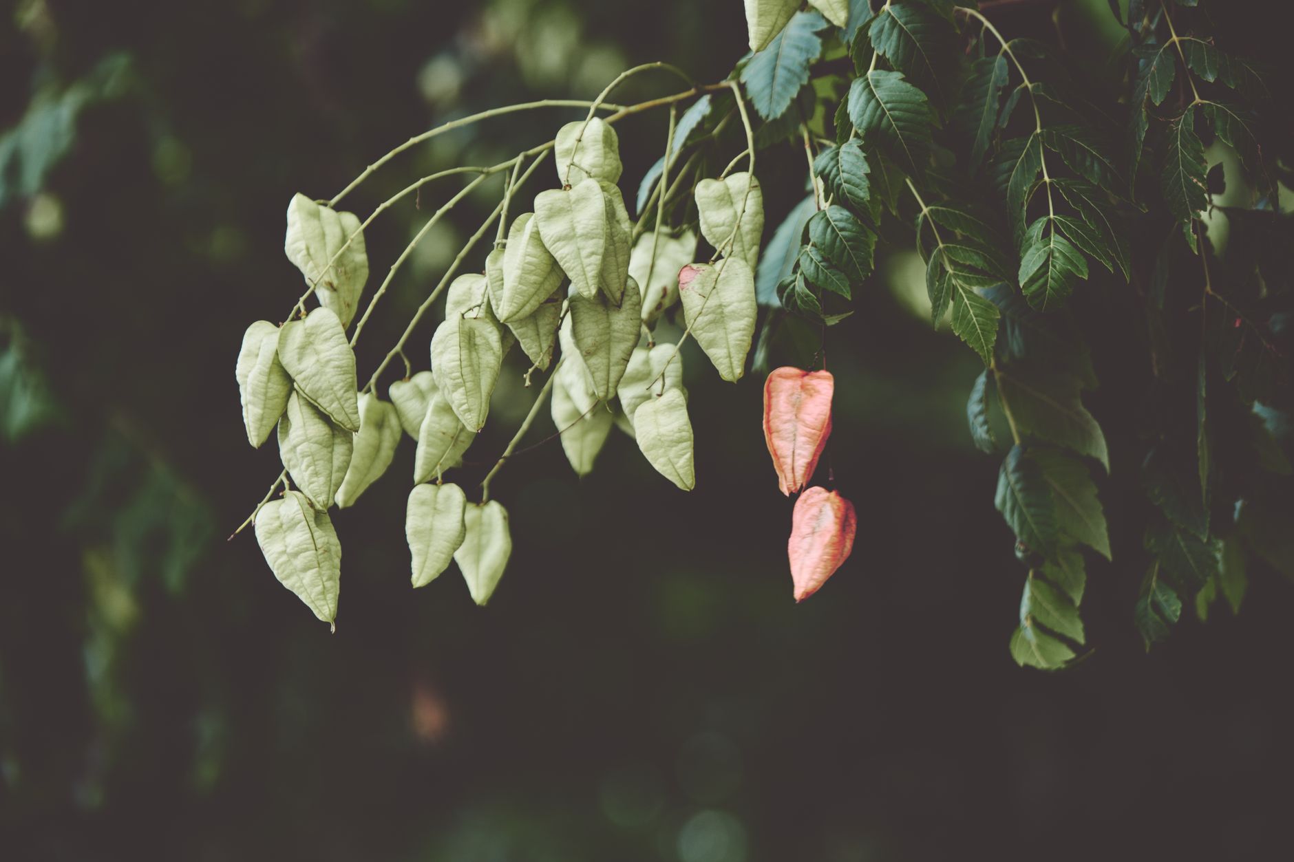 Staphylea pinnata pestovanie v nádobe na svetlom stanovišti