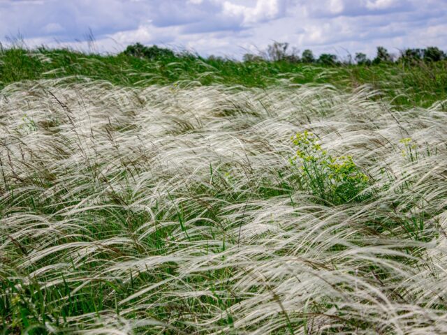 Stipa capillata pestovanie na slnečnom stanovišti