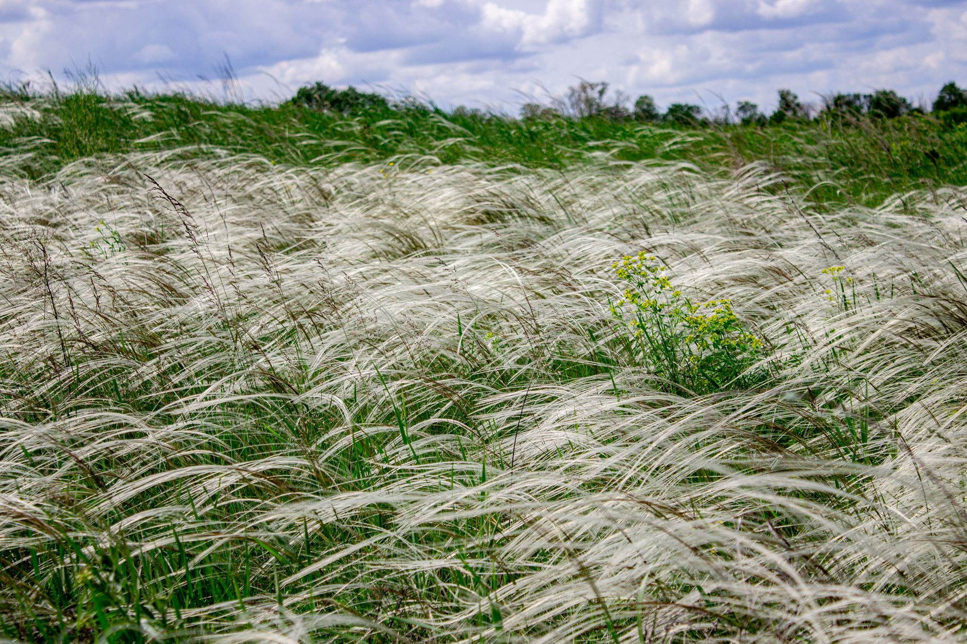 Stipa capillata pestovanie na slnečnom stanovišti