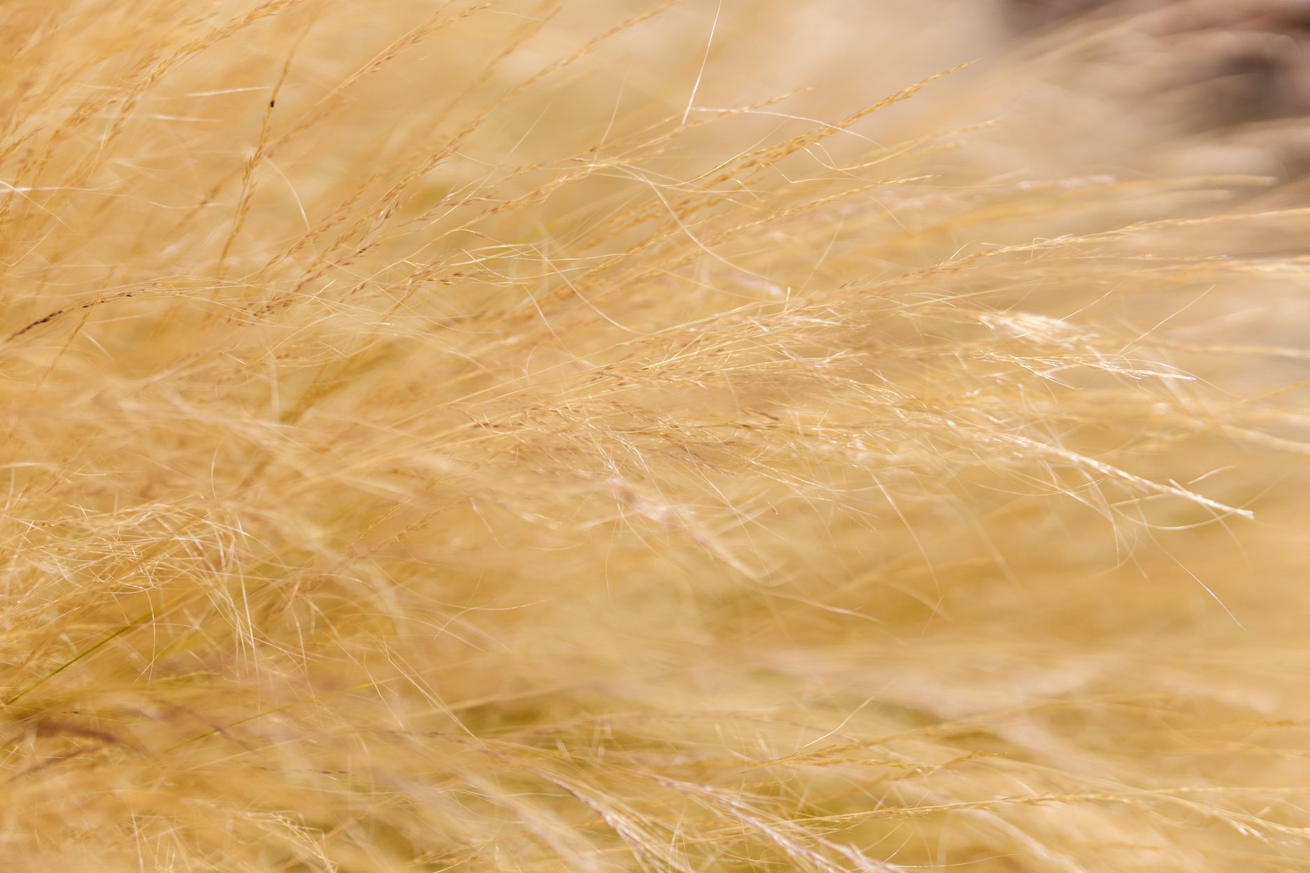 Detail listov okrasnej trávy Stipa tenuissima