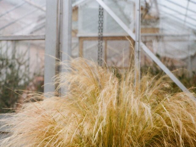 Stipa tenuissima pestovanie v nádobe na svetlom mieste