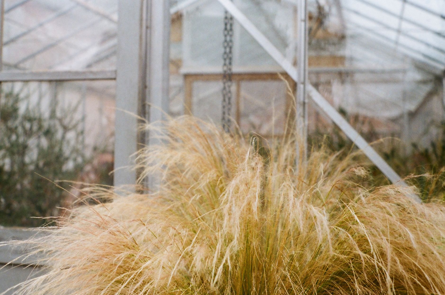 Stipa tenuissima pestovanie v nádobe na svetlom mieste