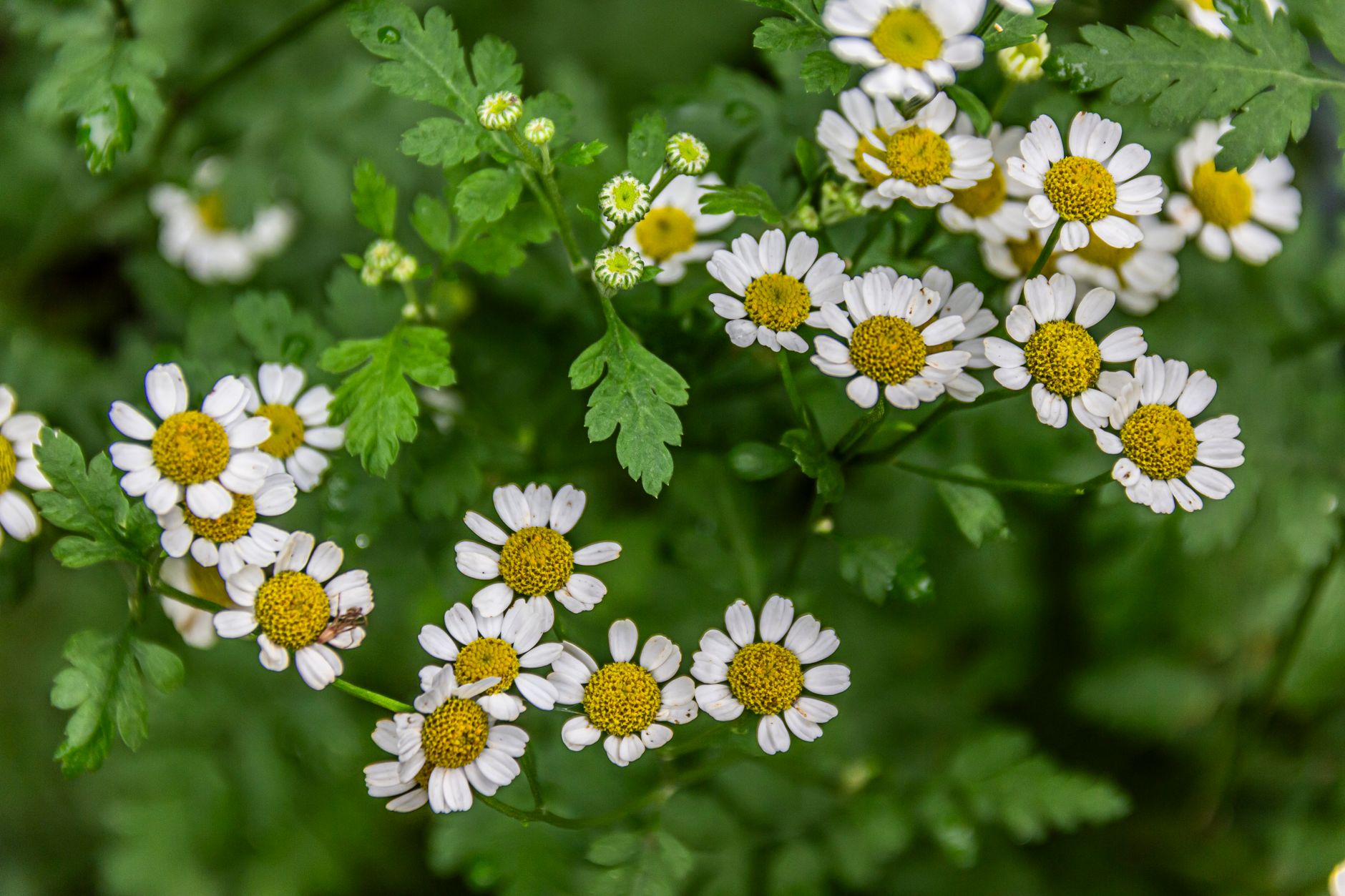 Aromatické svetlozelené listy rastliny Tanacetum parthenium