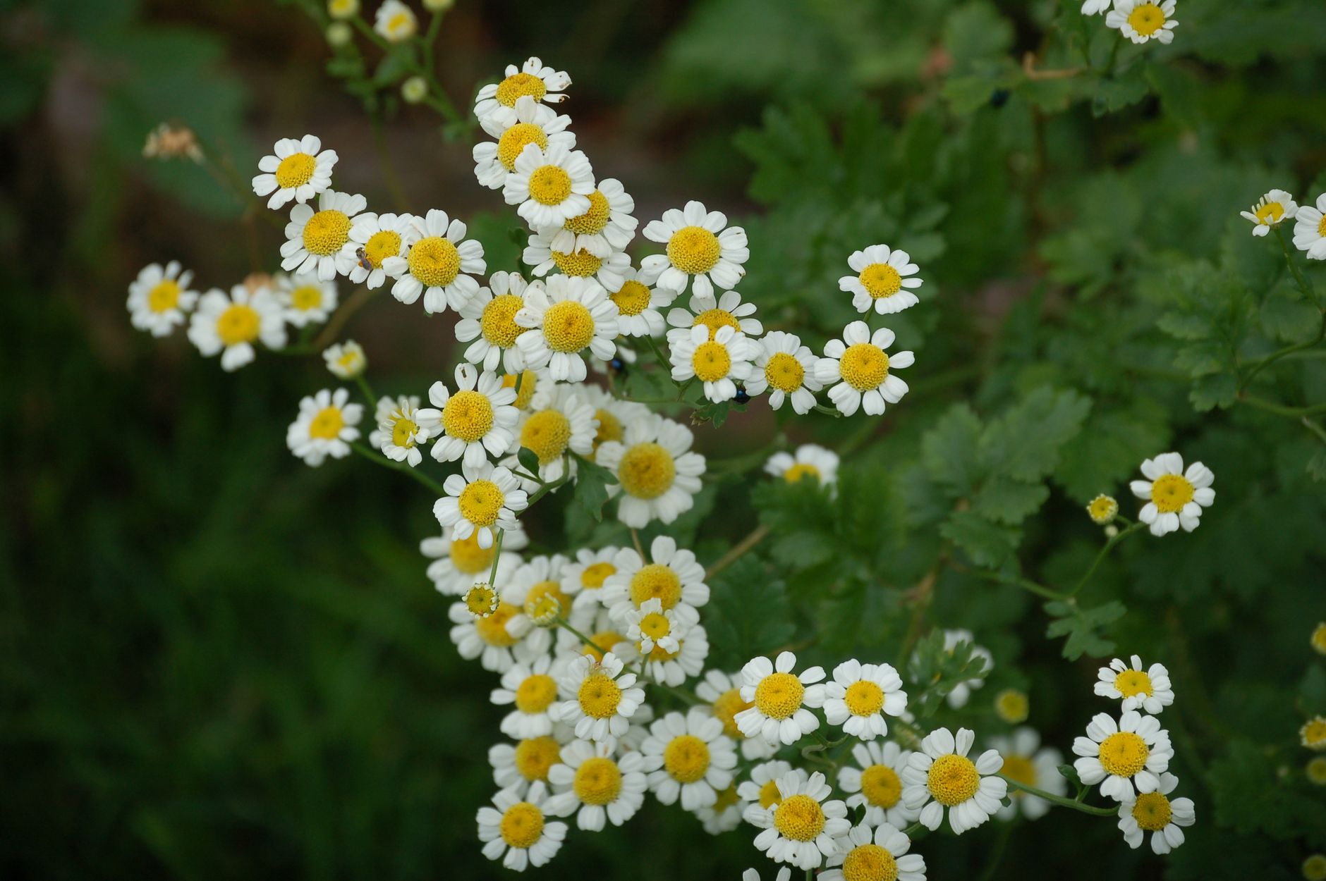 Detail kvetov Tanacetum parthenium s bielymi lupienkami a žltým stredom
