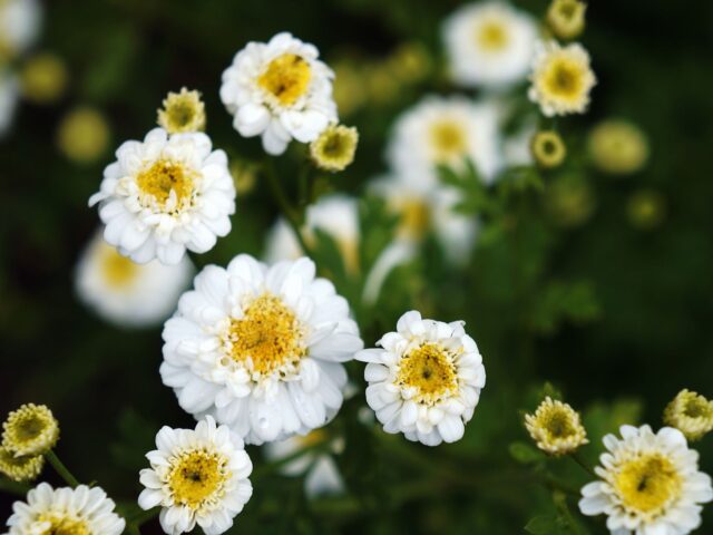 Starostlivosť o Tanacetum parthenium na svetlom stanovišti