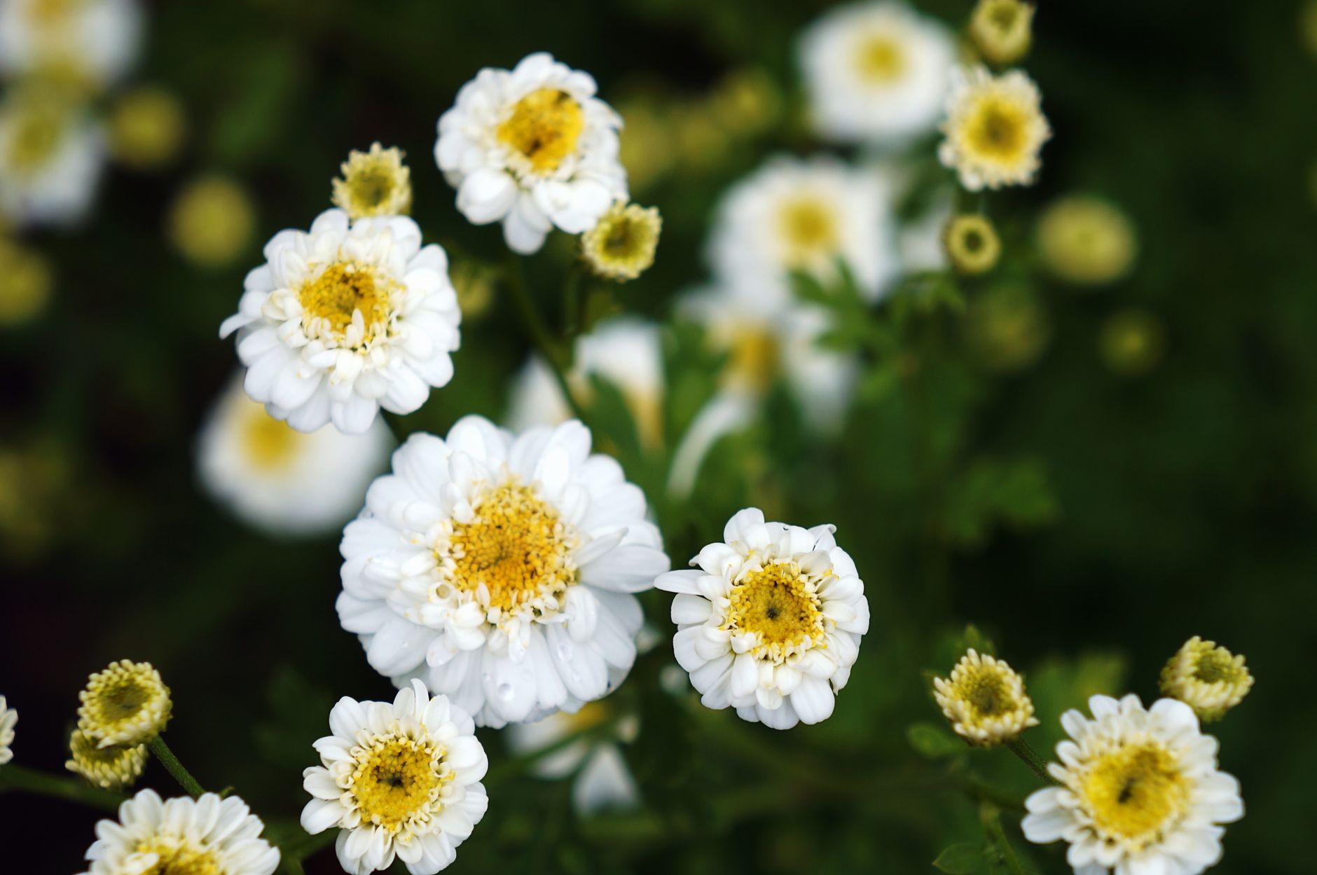 Starostlivosť o Tanacetum parthenium na svetlom stanovišti