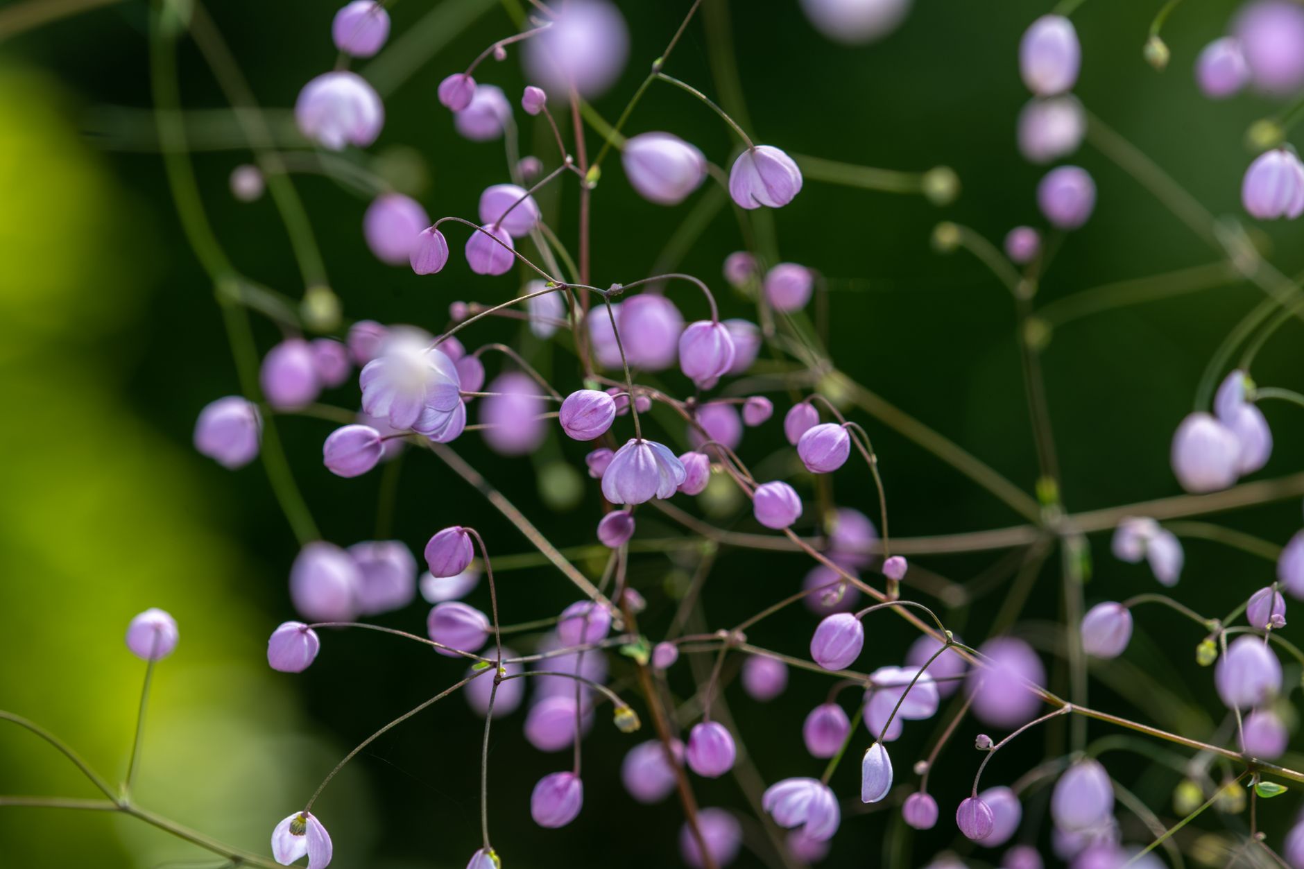 Kvety Thalictrum aquilegiifolium v ružovom odtieni