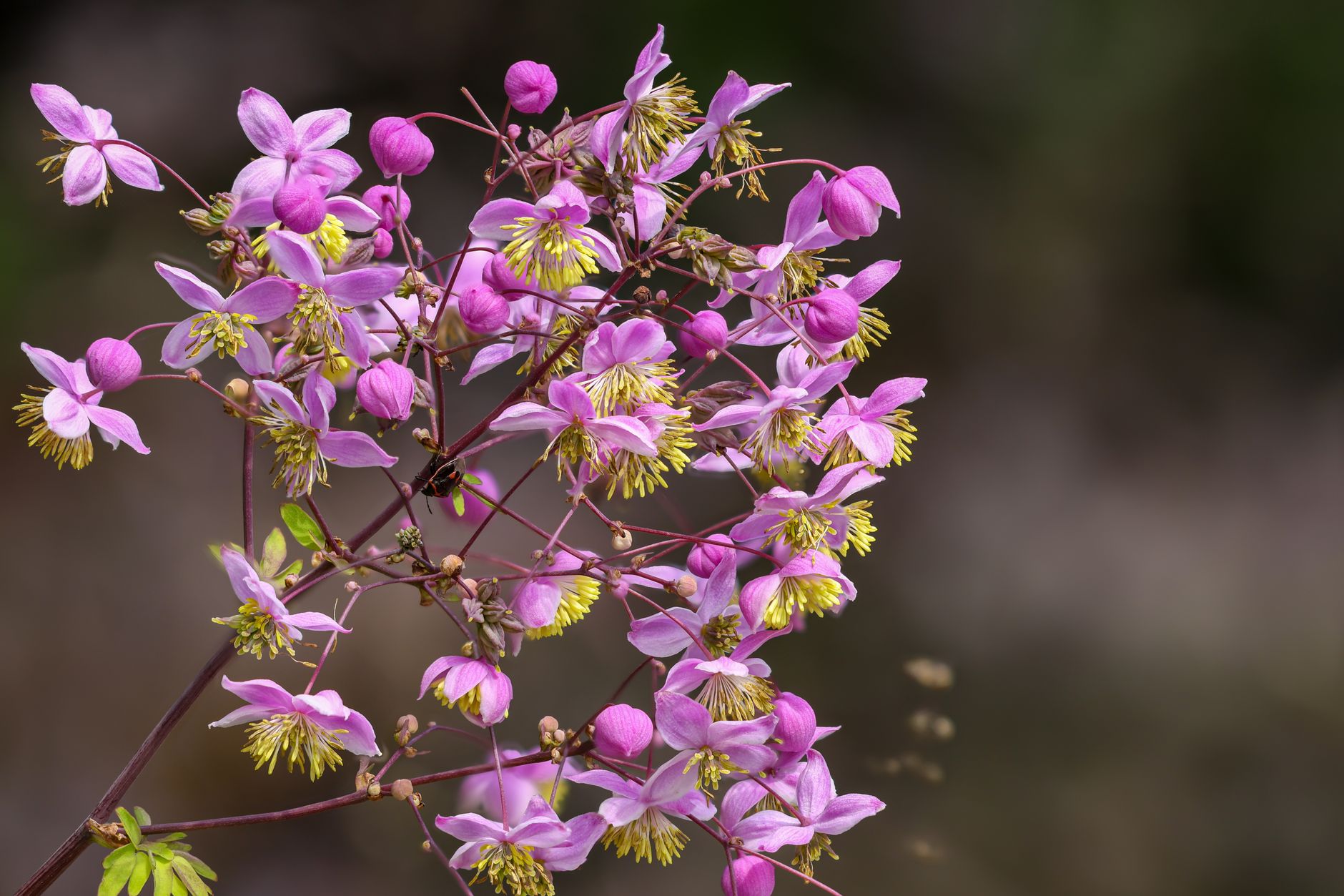 Jemné listy rastliny Thalictrum aquilegiifolium