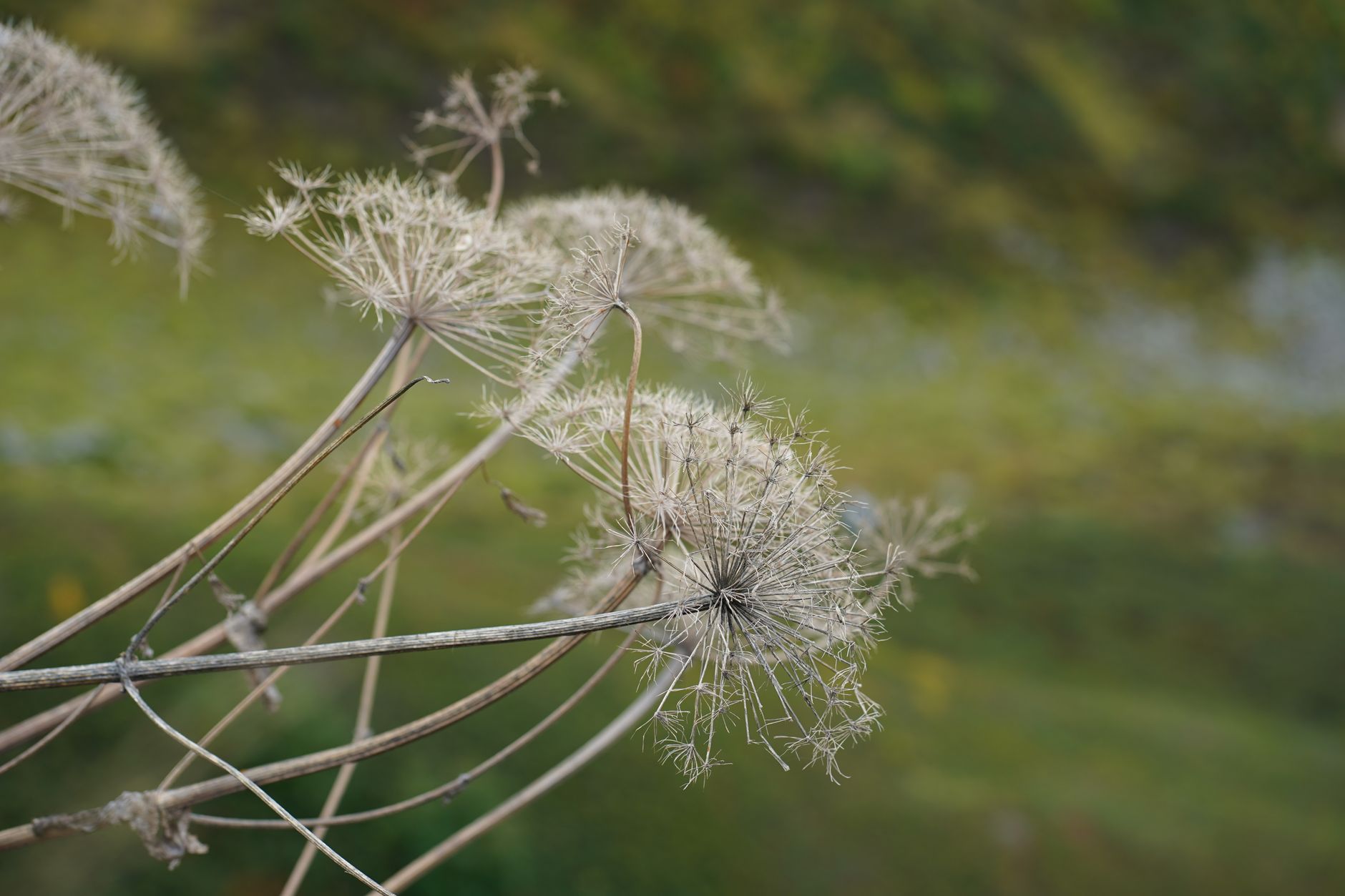 Starostlivosť o Thalictrum aquilegiifolium v záhradnom záhone