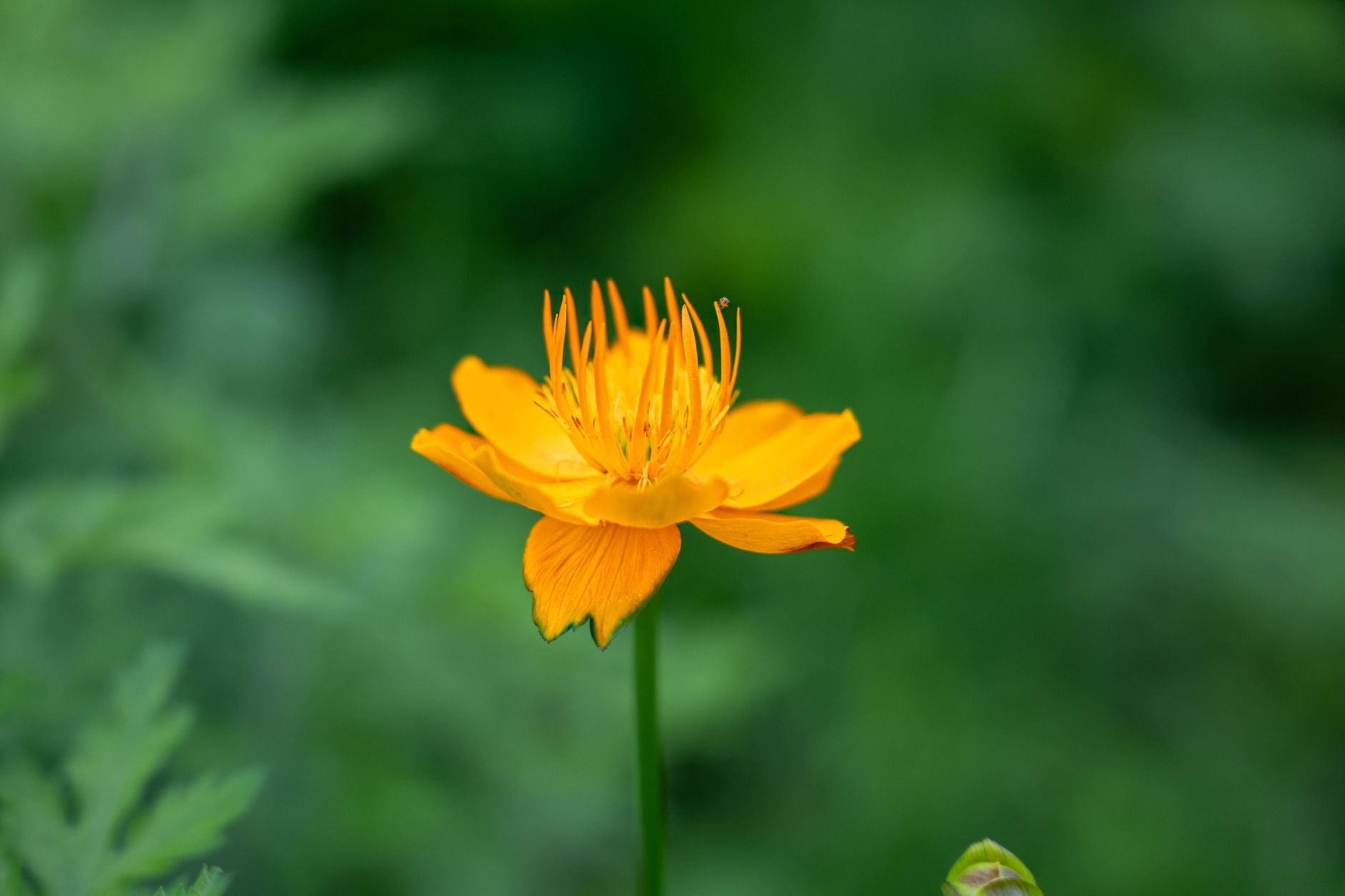 Trollius europaeus kvitnúci na vlhkom záhone