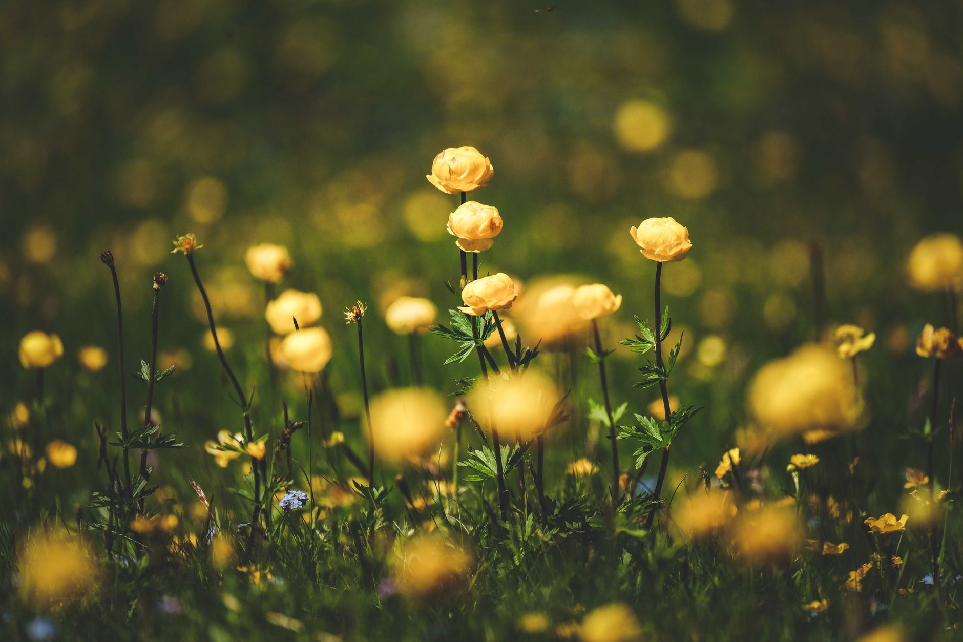 Detail guľovitého kvetu rastliny Trollius europaeus