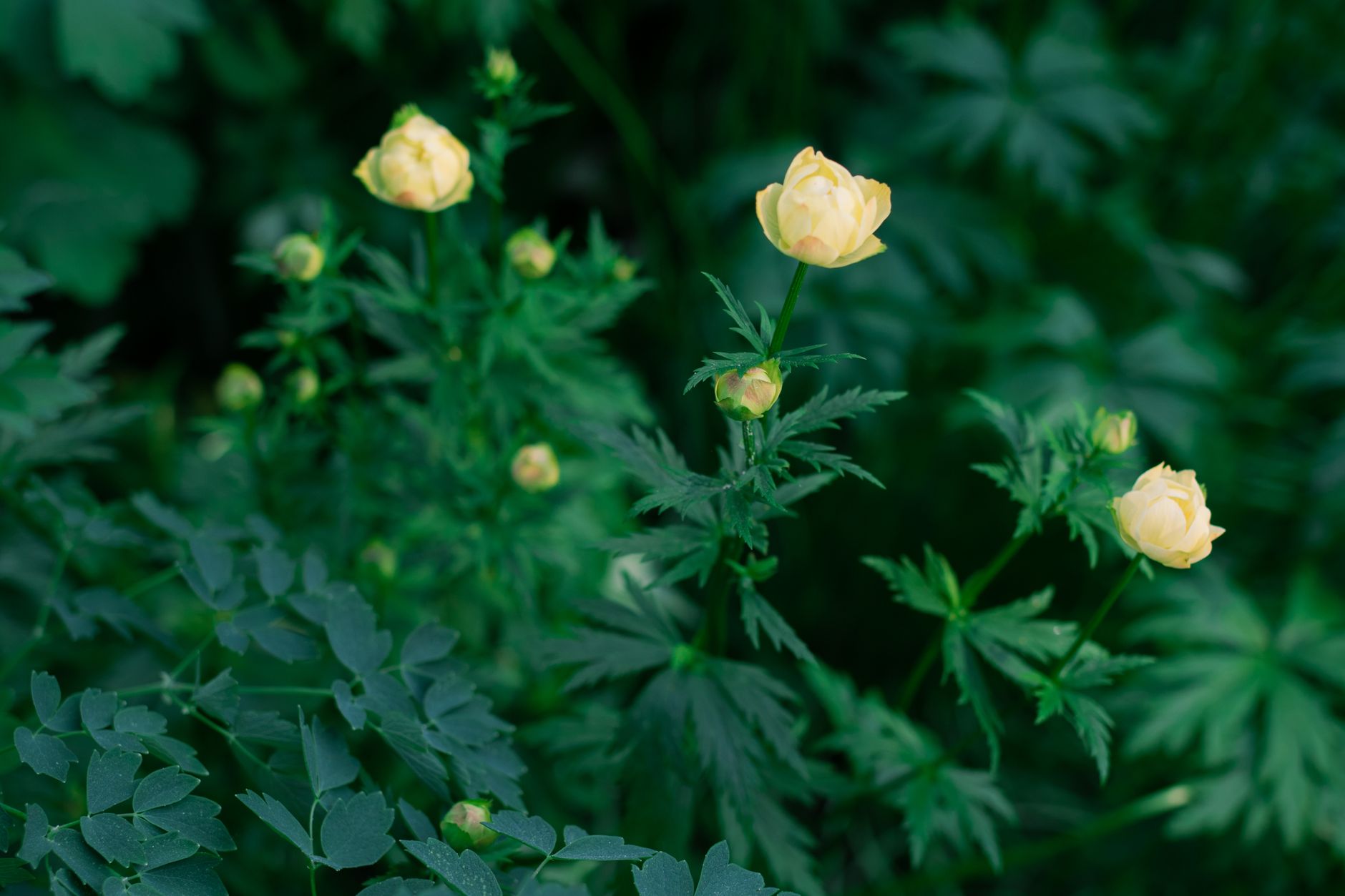 Starostlivosť o Trollius europaeus a detail žltého kvetu