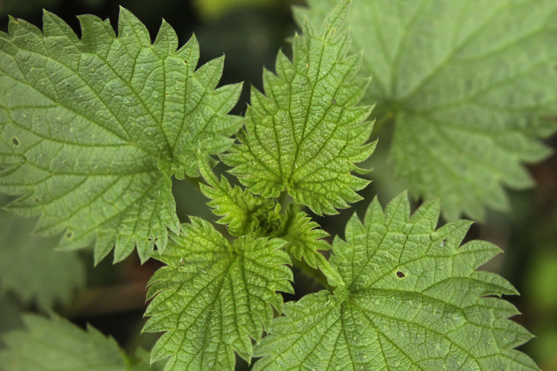 Detail stonky a listov rastliny Urtica dioica