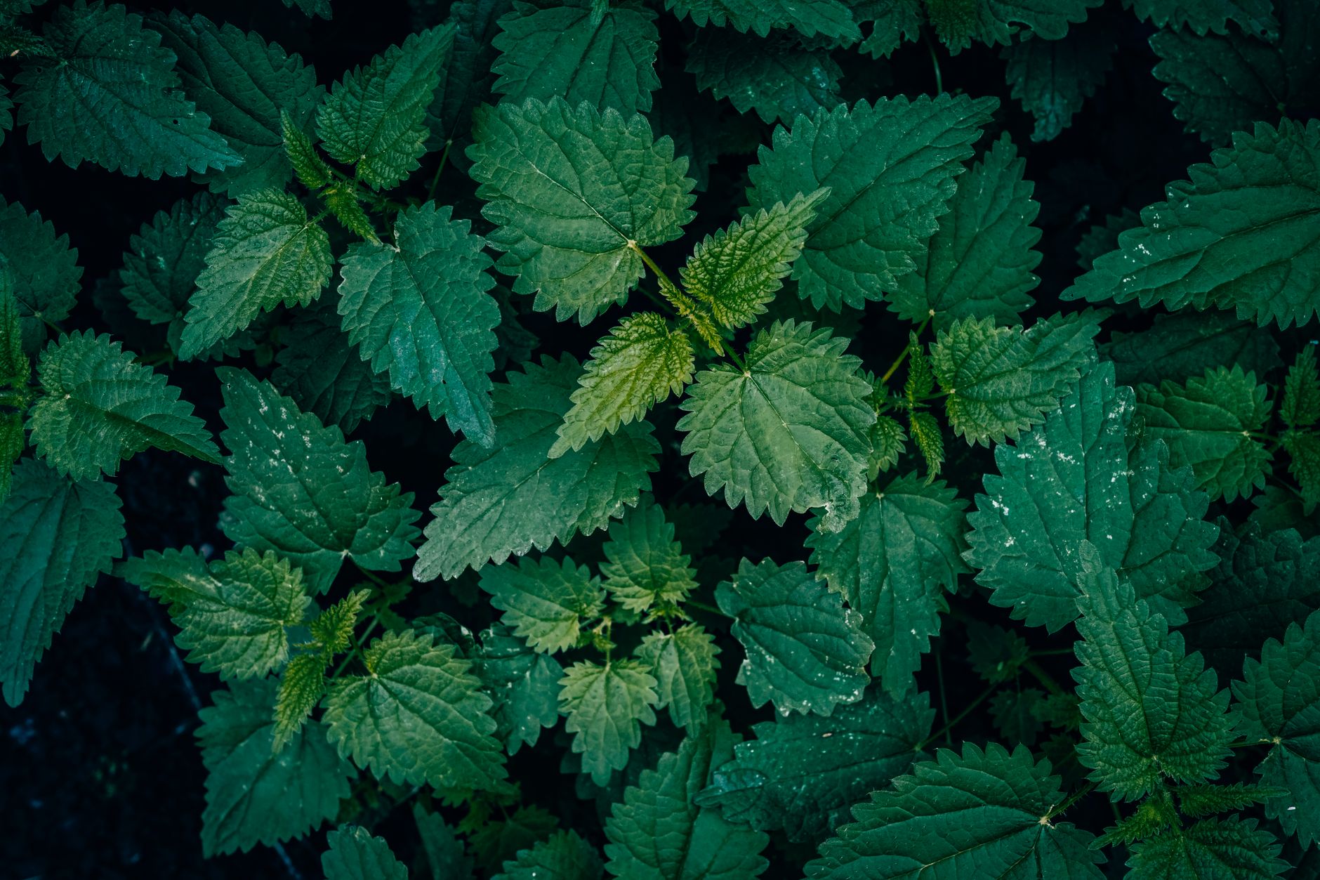 Urtica dioica rastúca na svetlom stanovišti