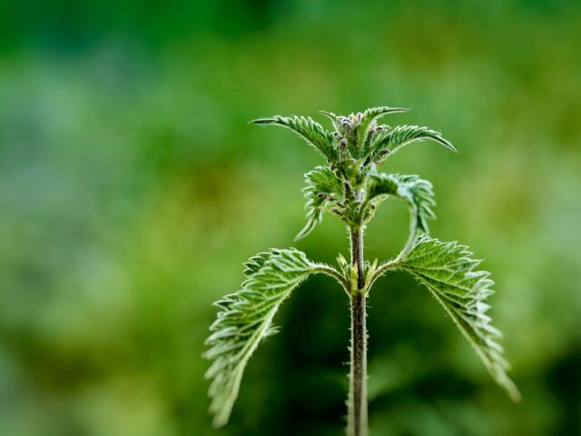 Starostlivosť o Urtica dioica – detail listov s pŕhlivými chĺpkami
