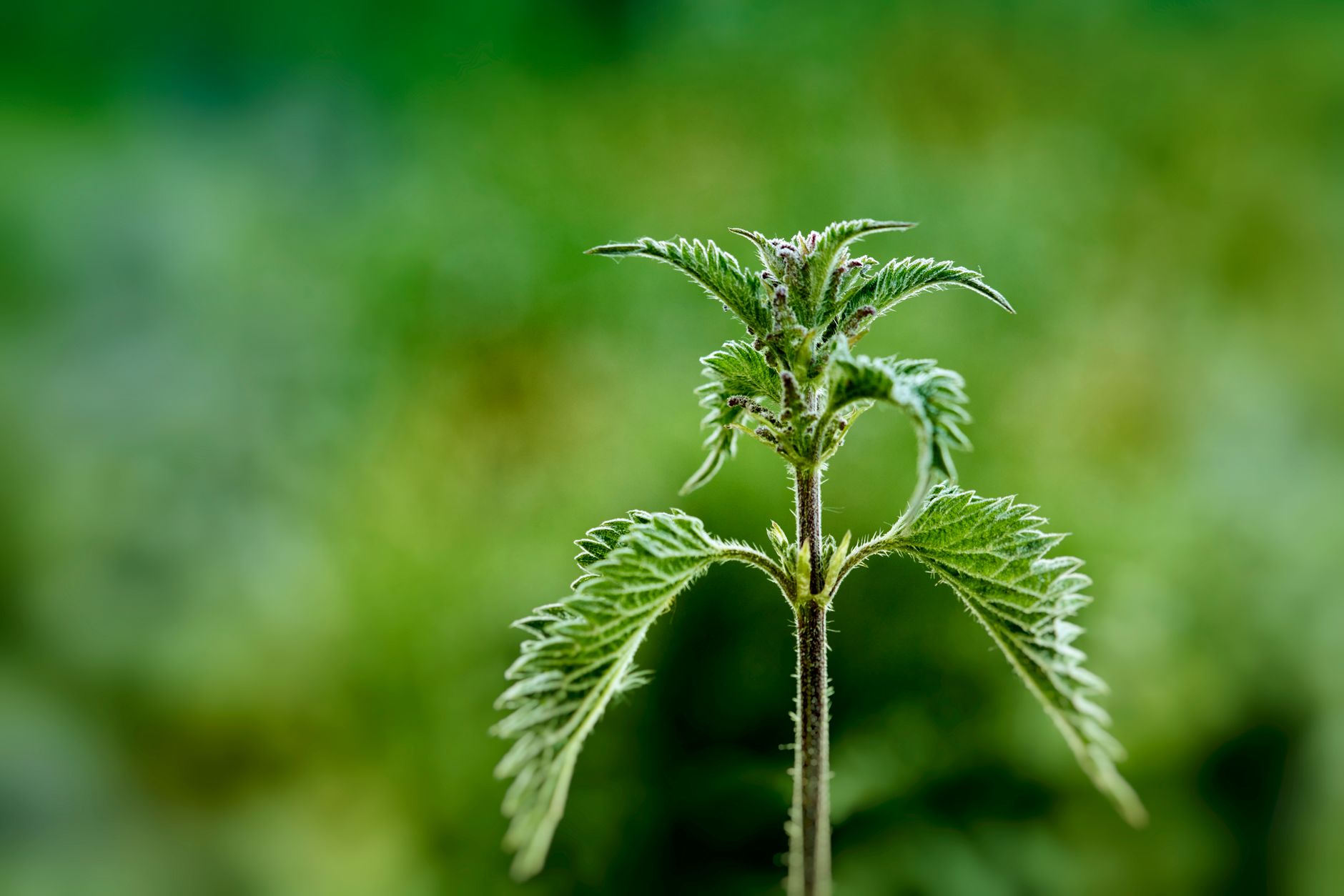 Starostlivosť o Urtica dioica – detail listov s pŕhlivými chĺpkami