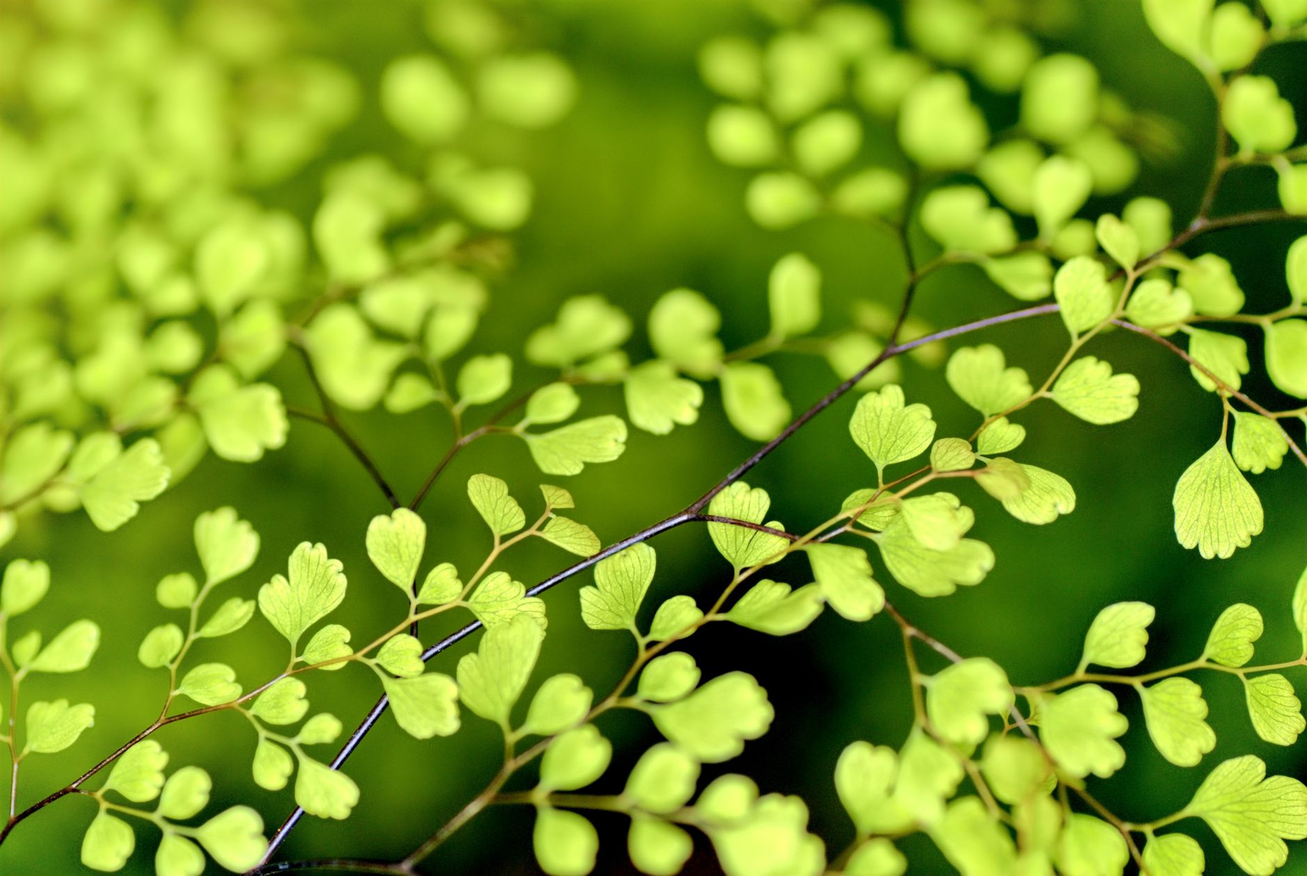 Adiantum raddianum ako izbová papraď v kvetináči
