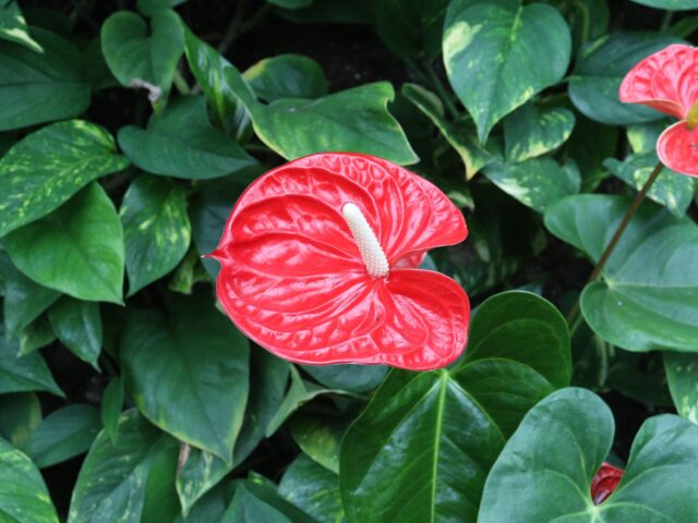 Starostlivosť o Anthurium crystalinum a detail kresby listov