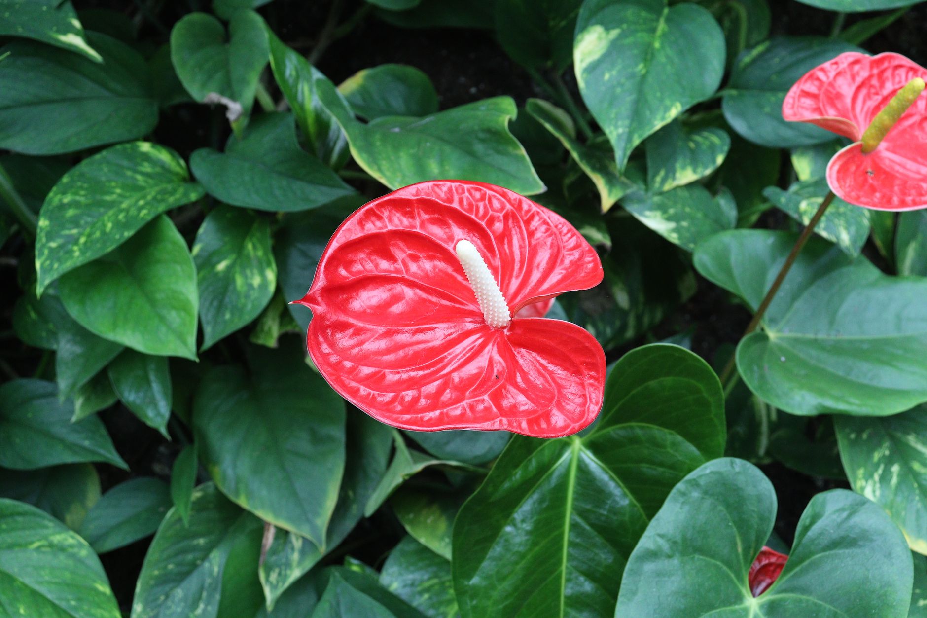 Starostlivosť o Anthurium crystalinum a detail kresby listov