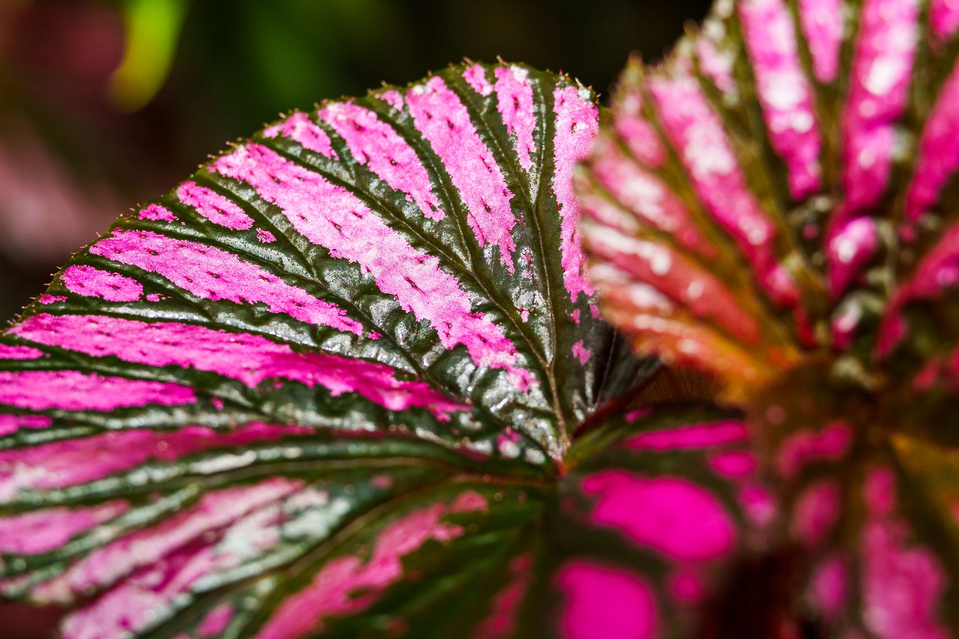 Begonia brevirimosa pestovaná ako izbová rastlina pri rozptýlenom svetle