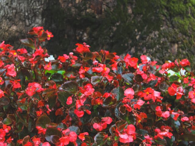 Starostlivosť o Begonia brevirimosa a detail výrazne sfarbených listov
