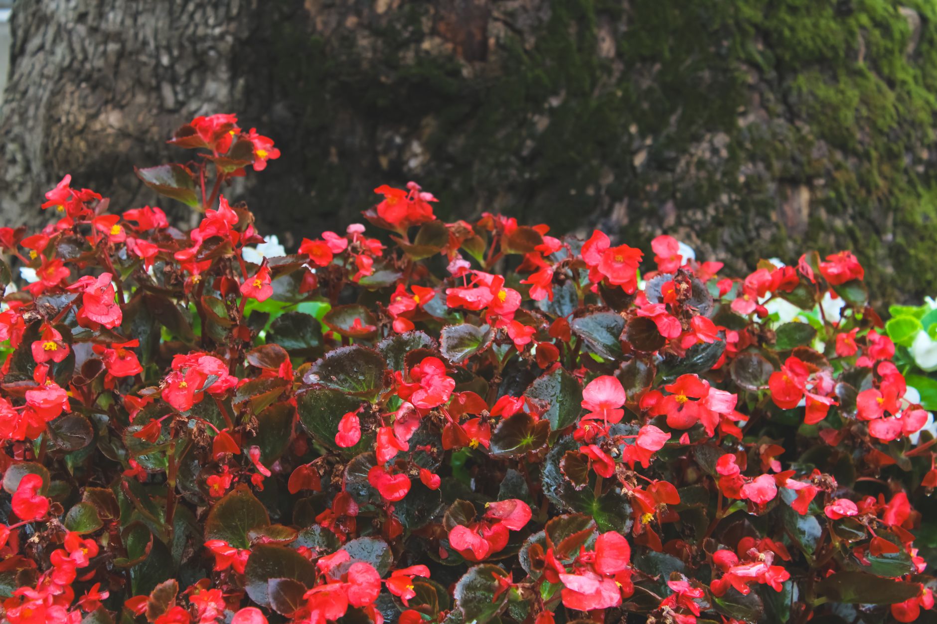 Starostlivosť o Begonia brevirimosa a detail výrazne sfarbených listov