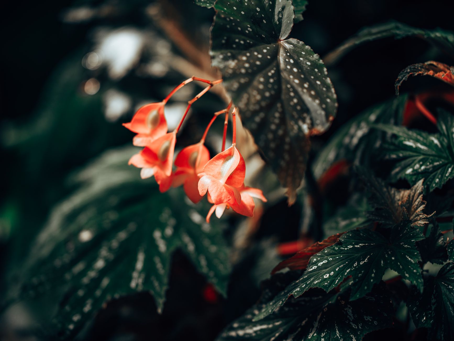 Detail listov rastliny Begonia cubensis