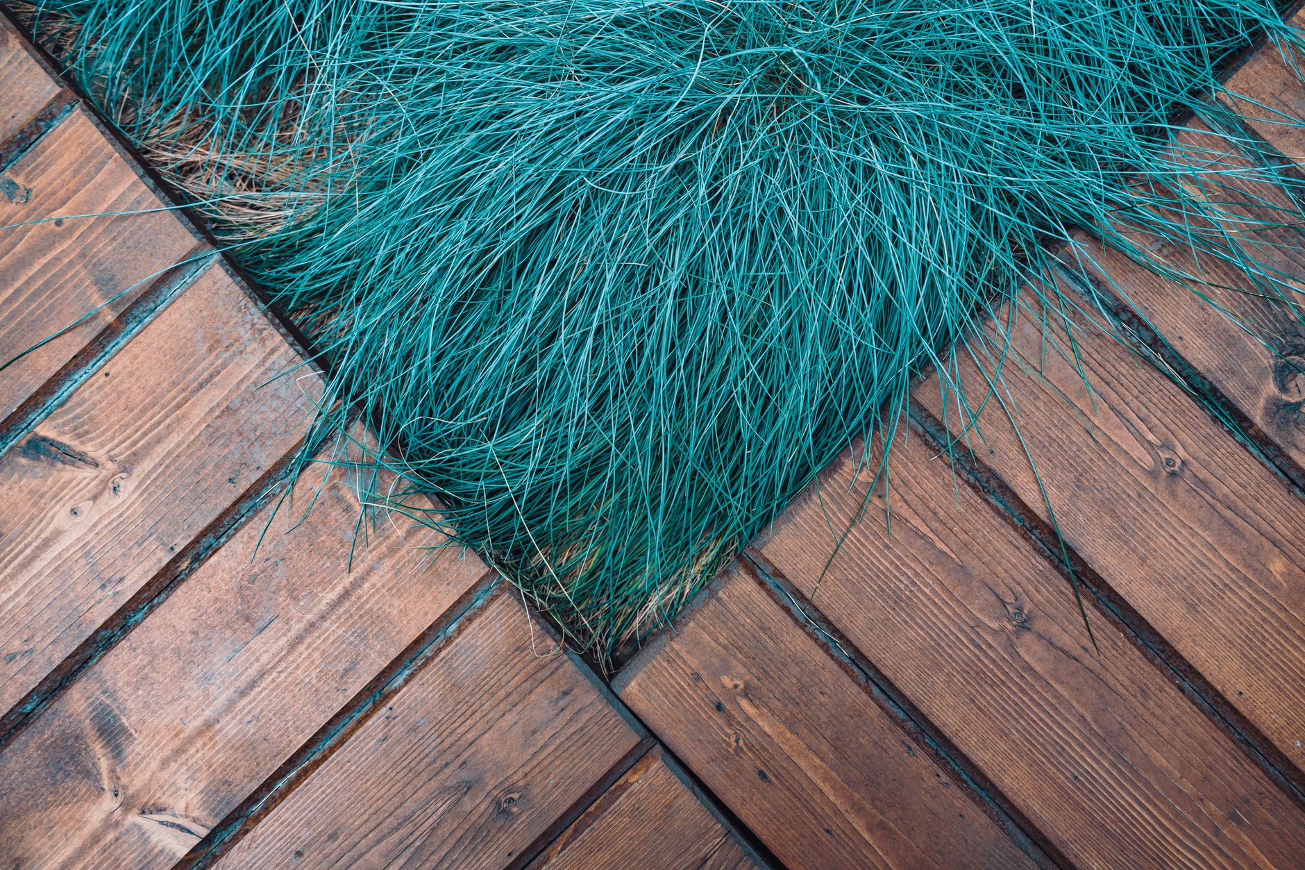 Detail úzkych listov rastliny Festuca glauca