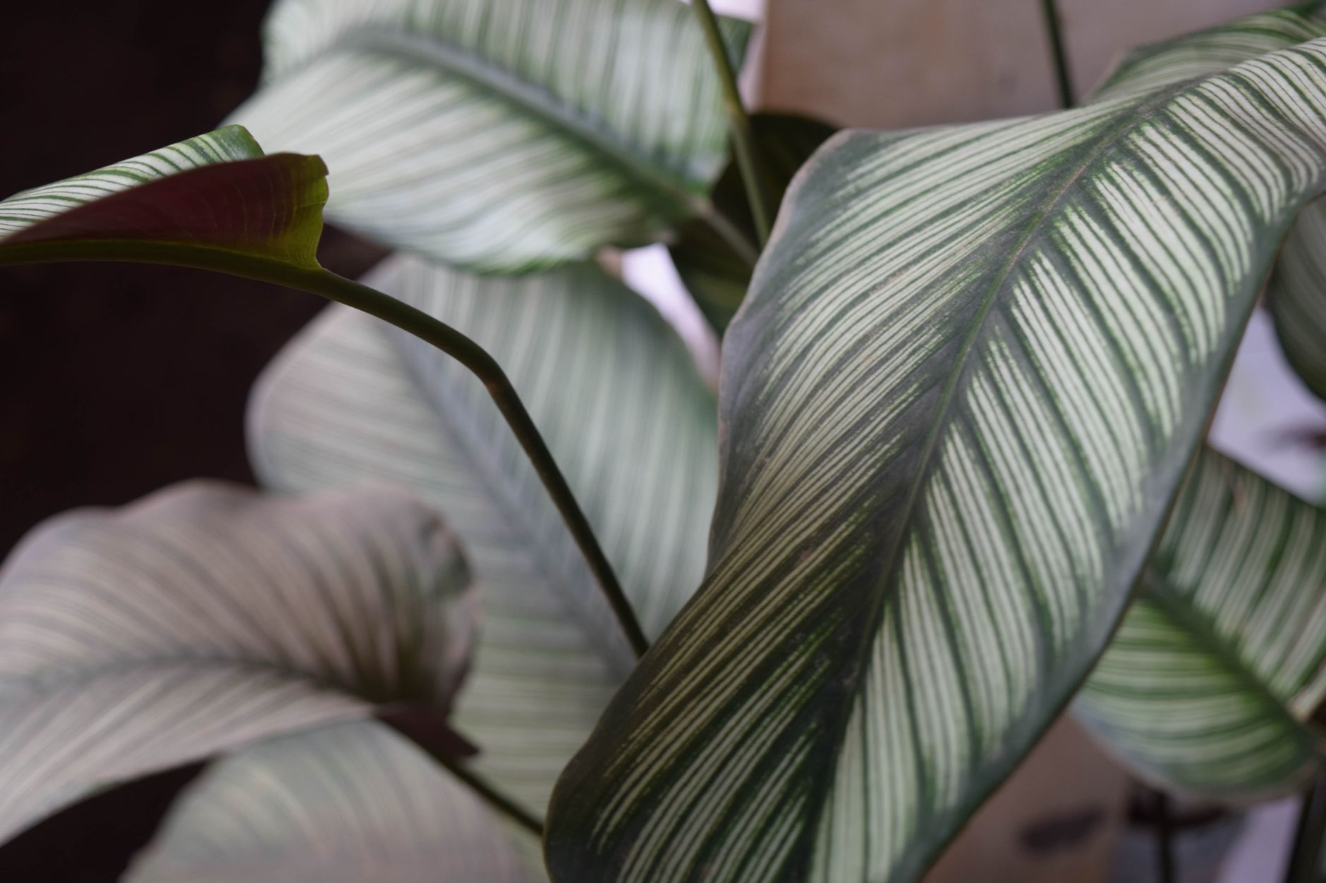 Detail purpurovej spodnej strany listov Calathea majestica