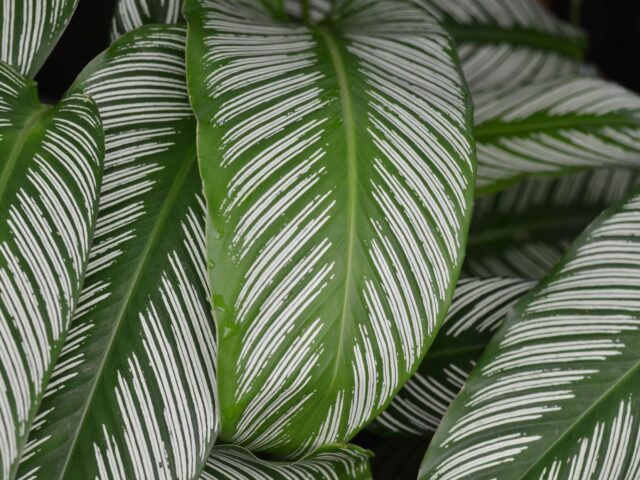 Starostlivosť o Calathea majestica a detail kresby listov