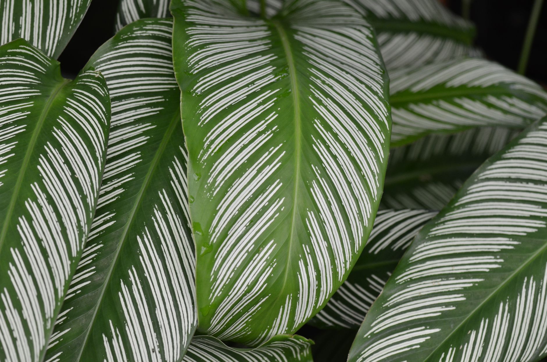 Starostlivosť o Calathea majestica a detail kresby listov