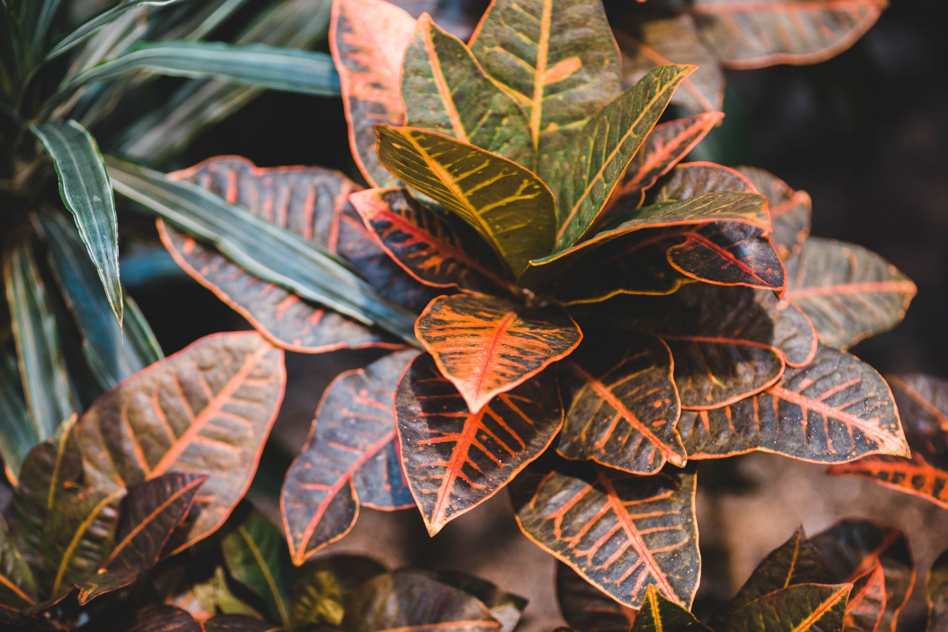 Codiaeum variegatum s pestrofarebnými lesklými listami