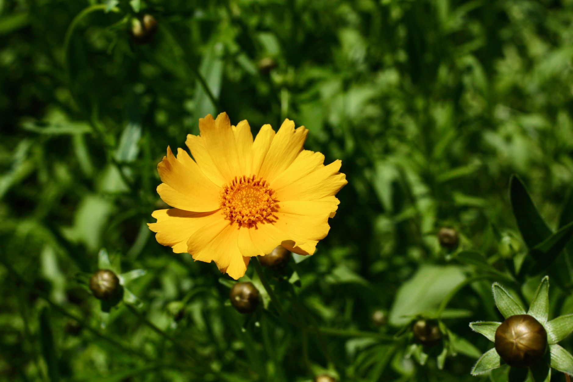 Detail kvetov rastliny Coreopsis grandiflora v záhone