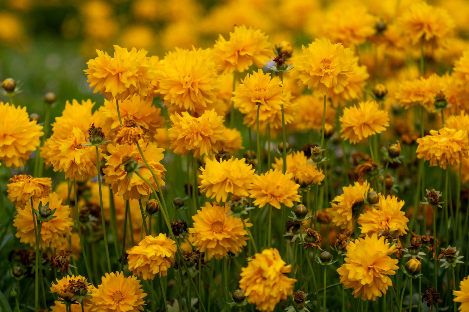 Coreopsis grandiflora so žltými kvetmi a tmavším stredom