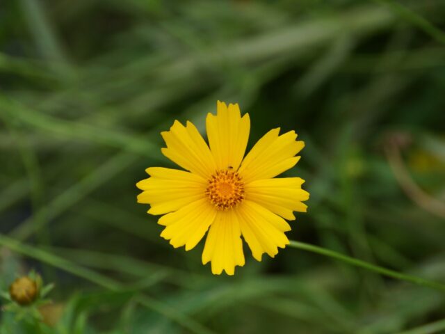 Starostlivosť o Coreopsis grandiflora na slnečnom stanovišti