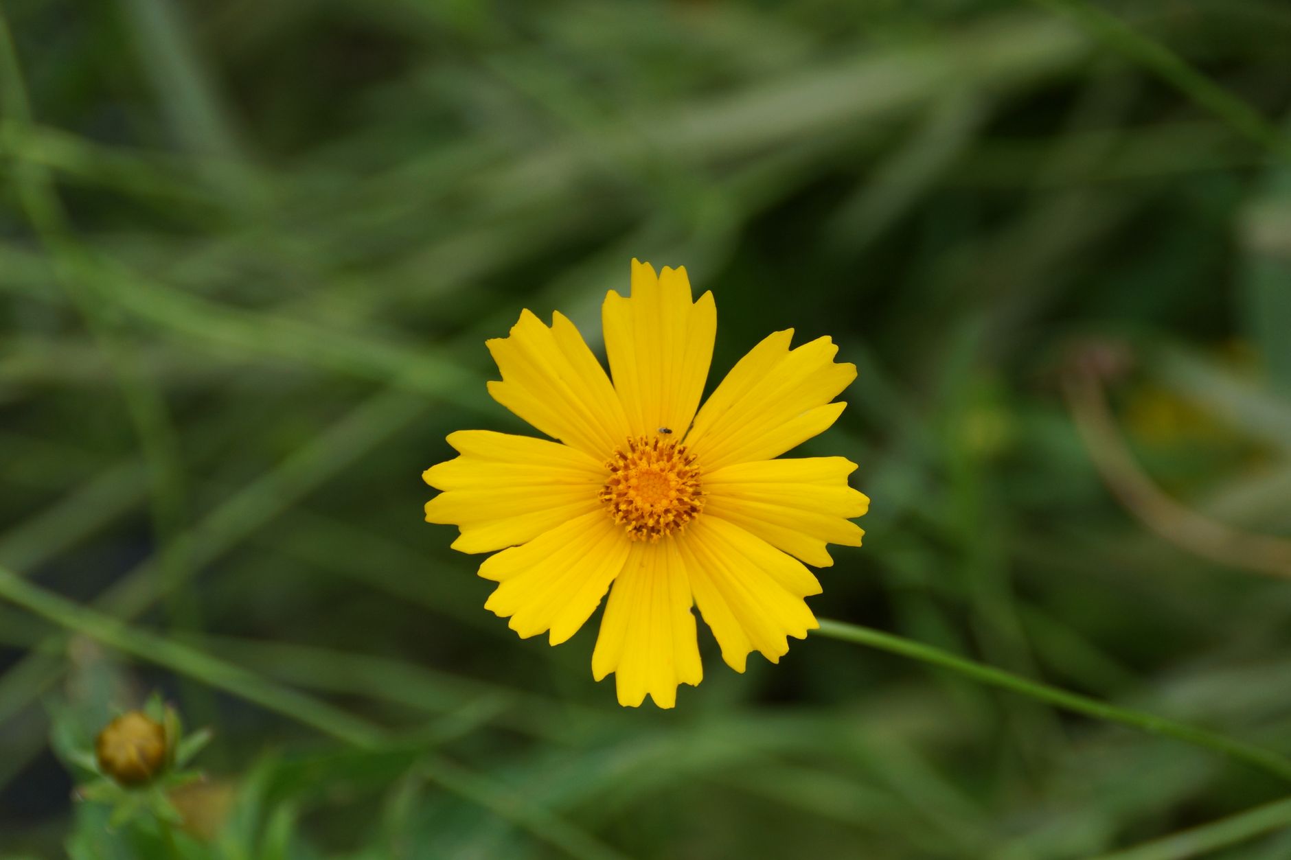 Coreopsis lanceolata ako kvitnúca trvalka na slnečnom stanovišti
